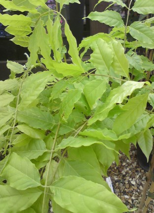 growing wisteria