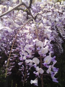 wisteria2