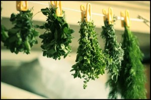 drying herbs