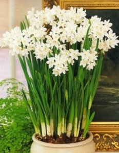 Narcissus-Paperwhites-2