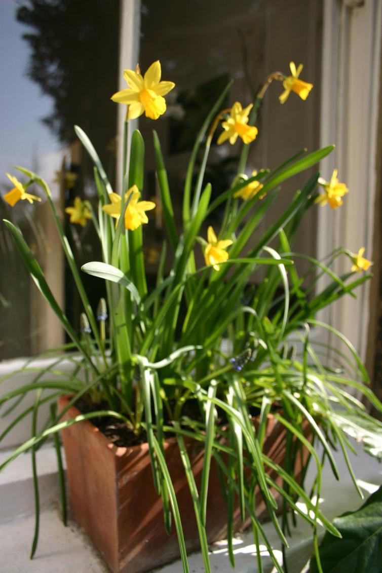 spring in a window box