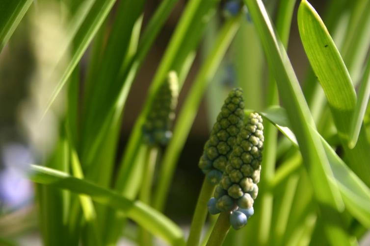 sprouting muscari