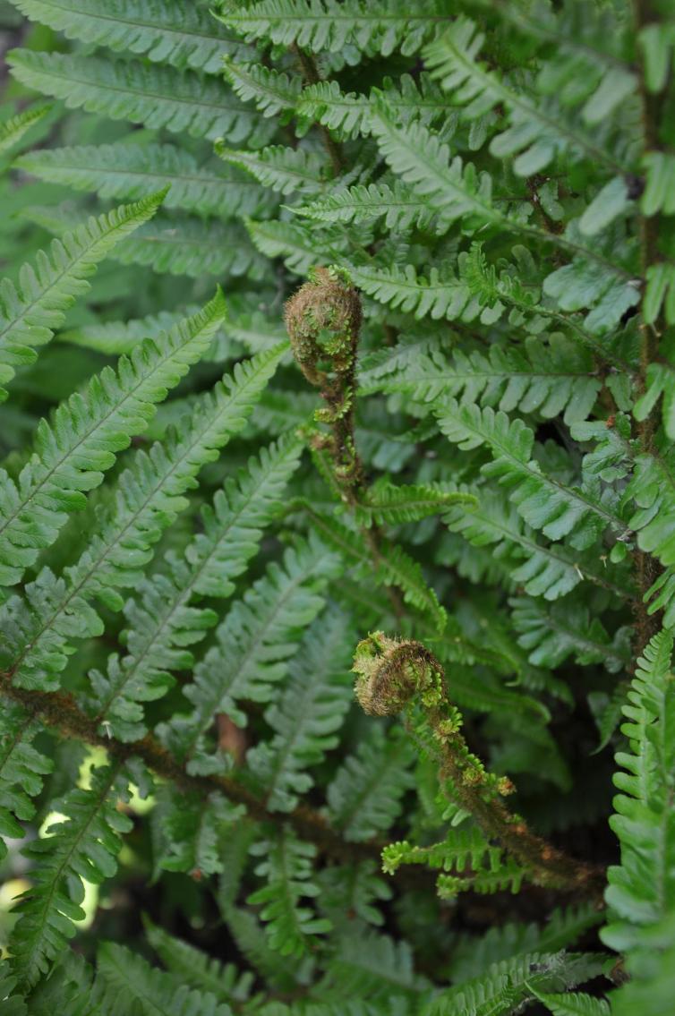ferns nearly there