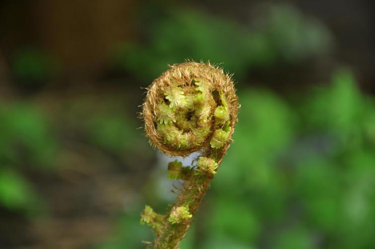 ferns unfurling