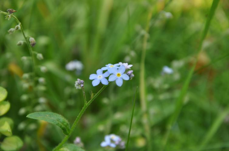 forget me not