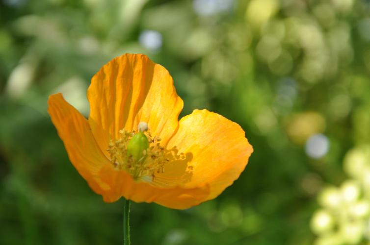 orange poppies