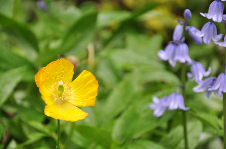 poppies and bluebells