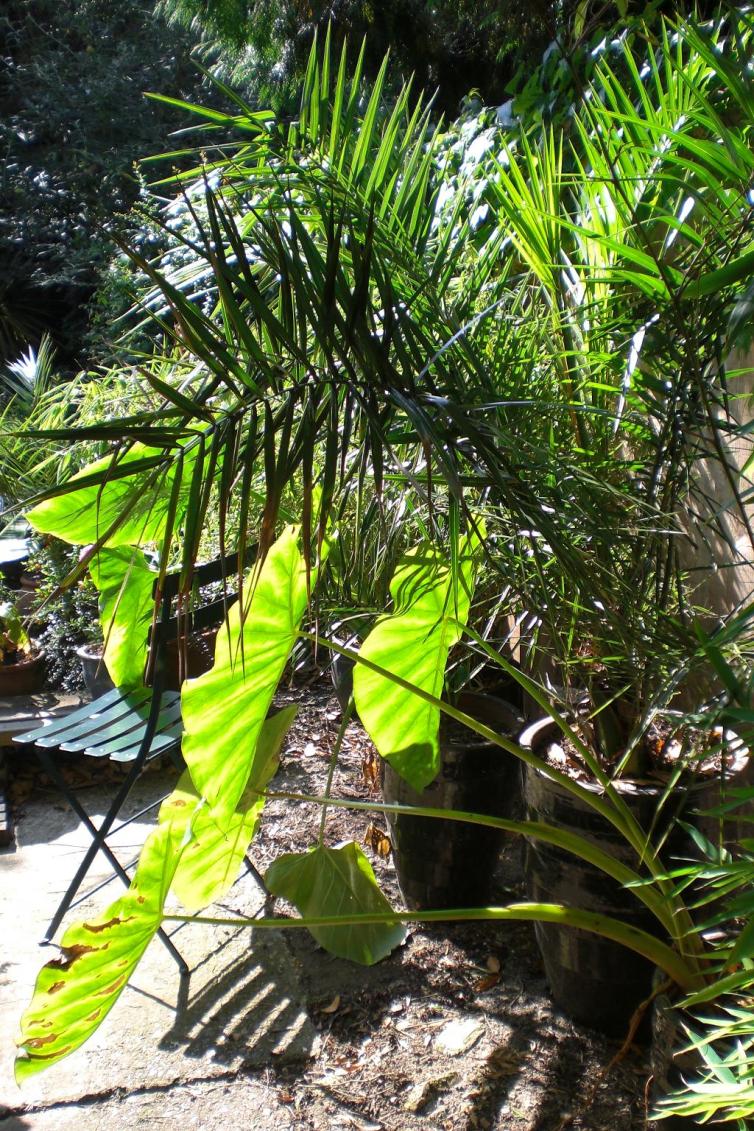 tropical planting3