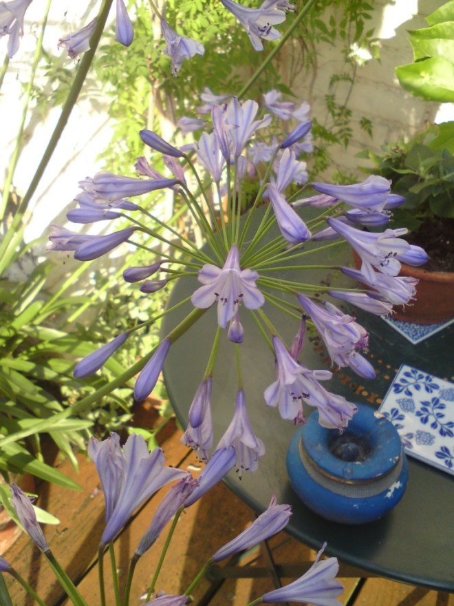 agapanthus close up
