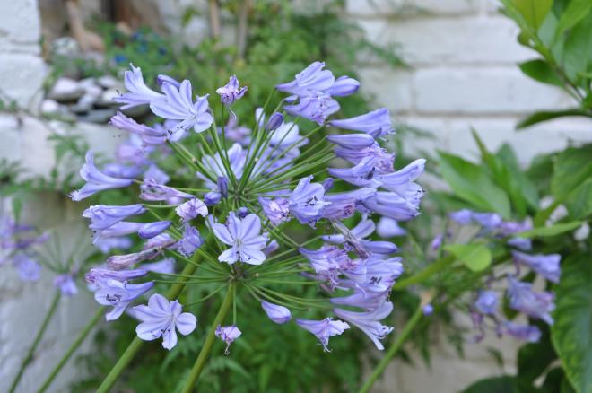 agapanthus