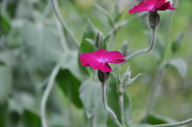 deep pink individual