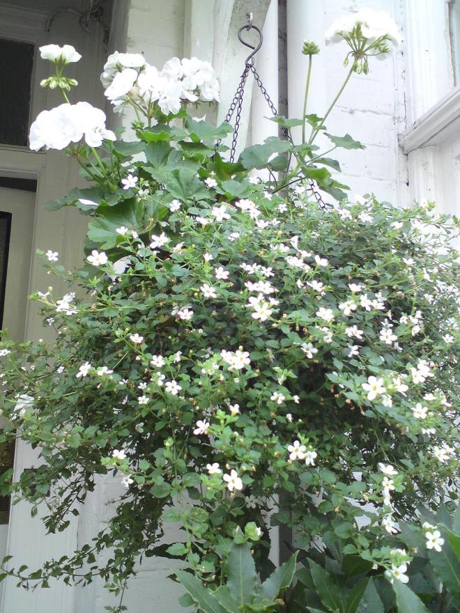 geranium and bacopa hanging basket