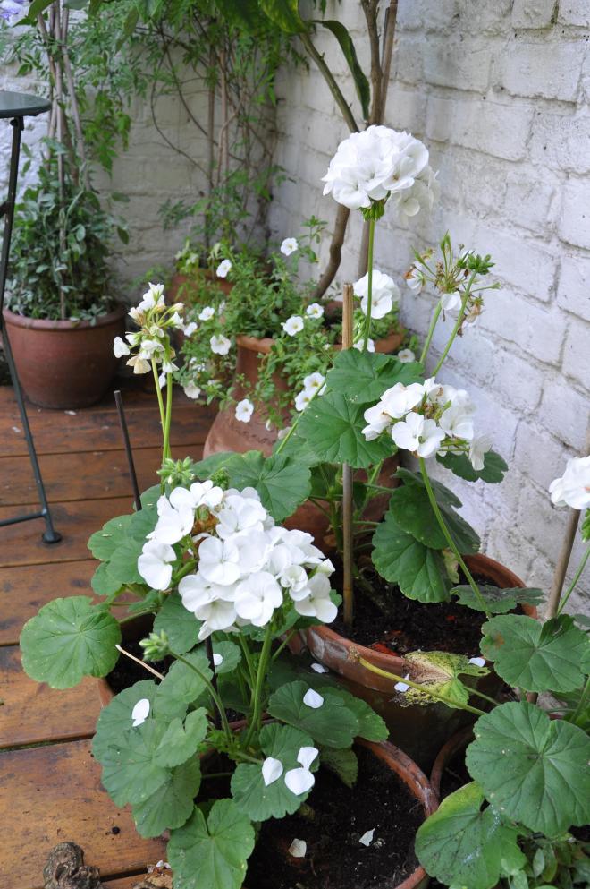geraniums in pots