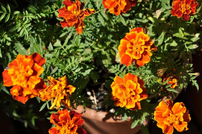 marigolds close up