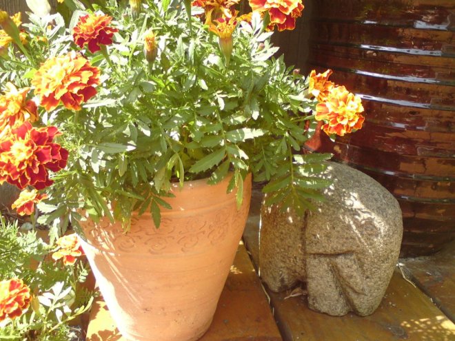 marigolds in september sunshine