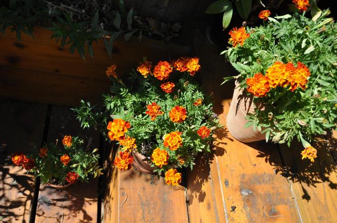 marigolds pots