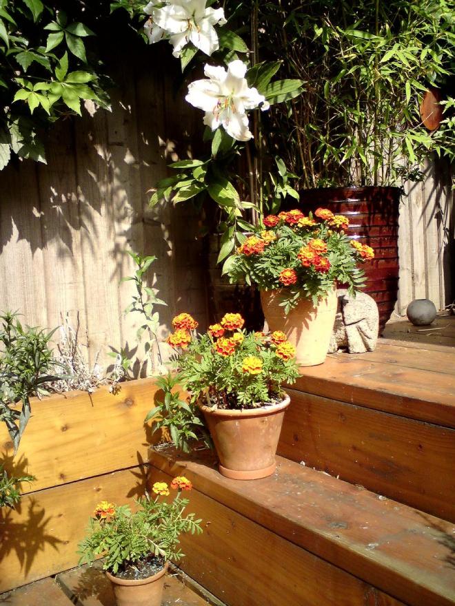 marigolds summer scene