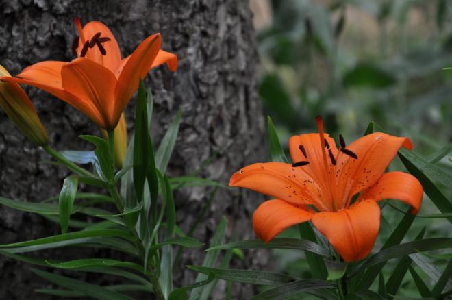 orange lillies