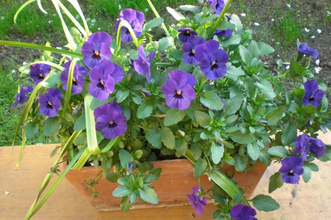 purple violas