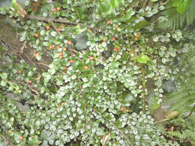 pyracanthus red berries