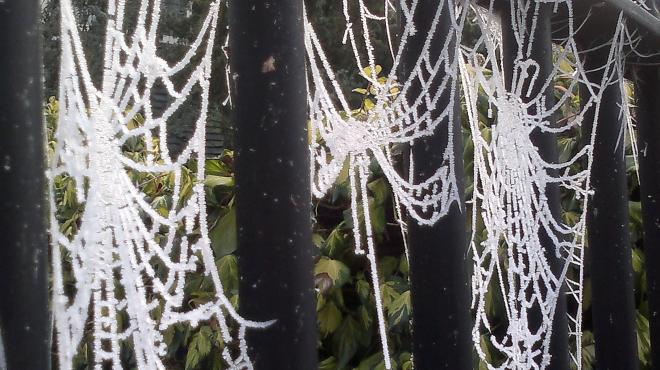 frosty cobwebs