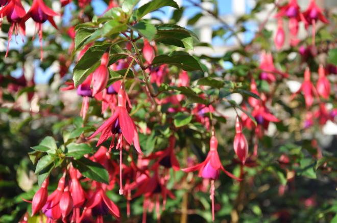 fuschia in bloom