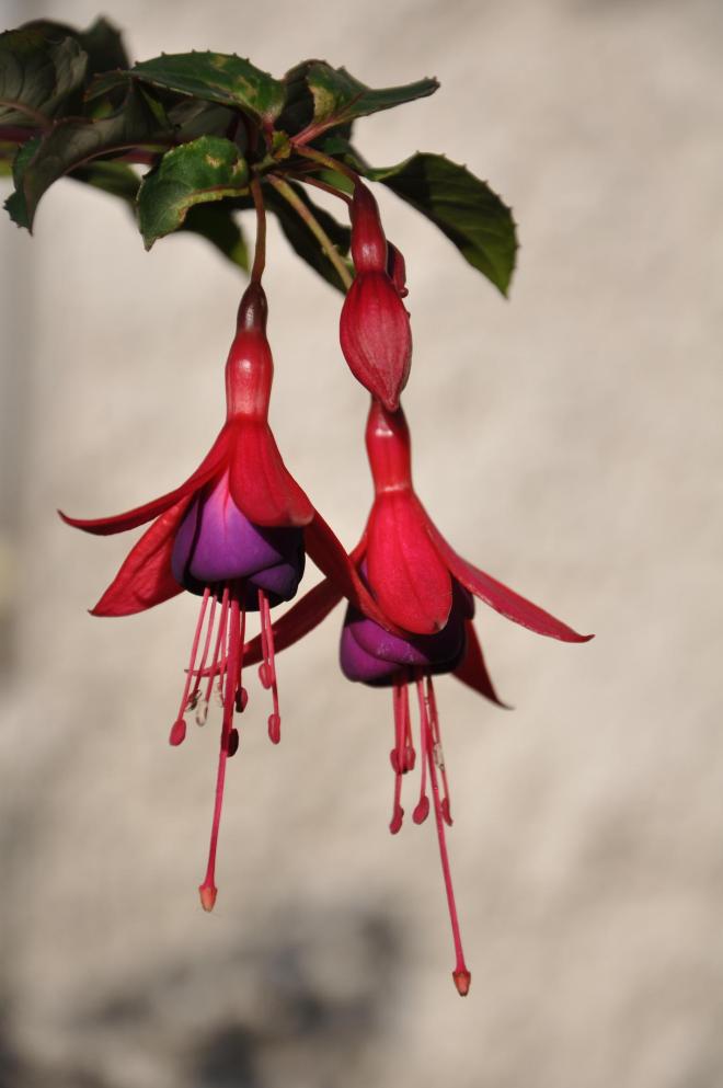Fuschia