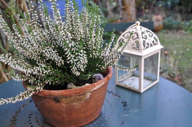 White heather in an old terracotta pot sets the perfect winter scene on the patio