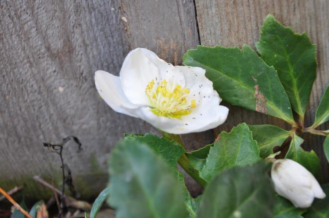 winter blooming hellebore raises it's head