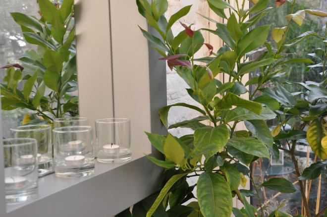 The lemon tree won't survive    freezing temperatures so safer to take it inside as the temperatures plumet