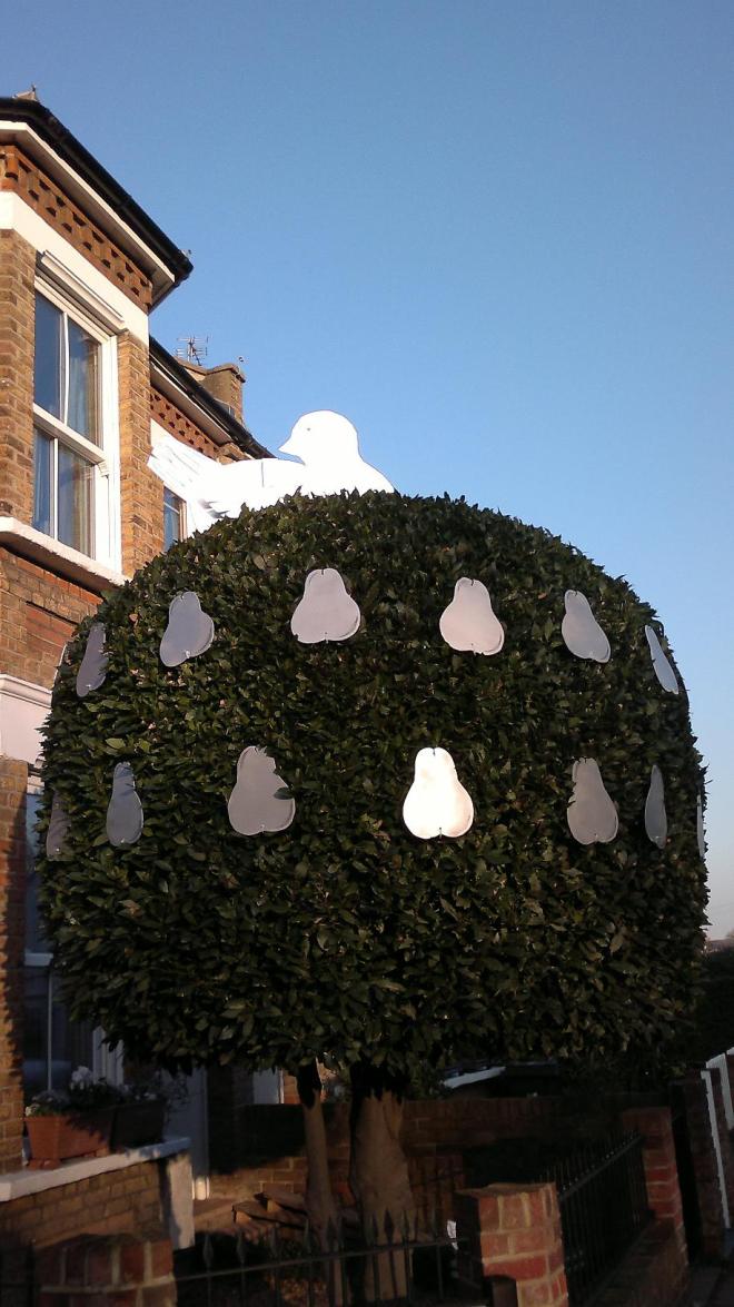 partridge in a pear tree