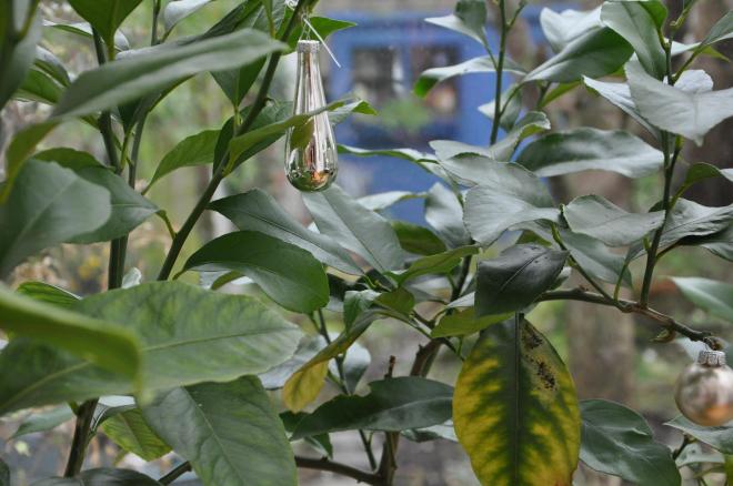 silver bauble on lemon tree
