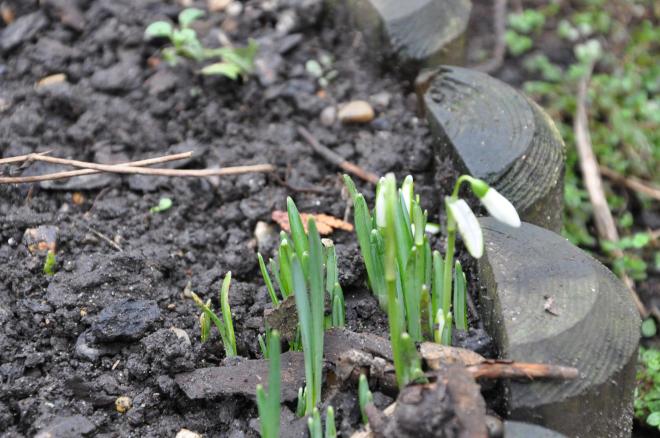 snowdrops