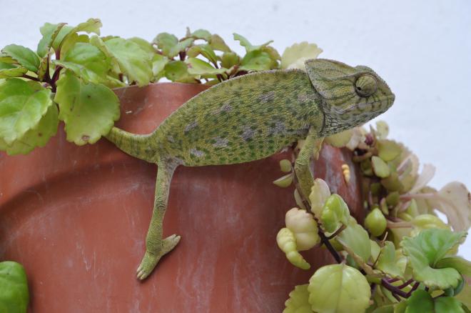 vejer iggy and the pot