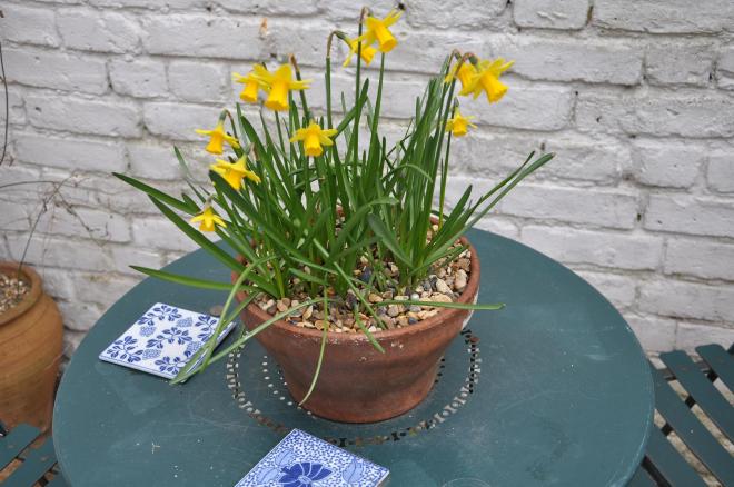 daffodil bowl