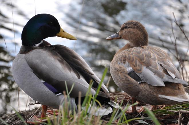 ducks did  you speak