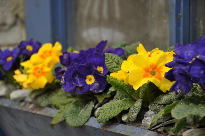 easter primrose window box