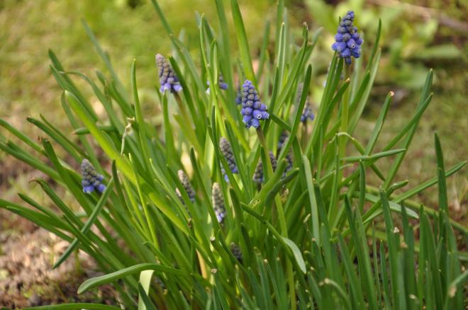 muscari