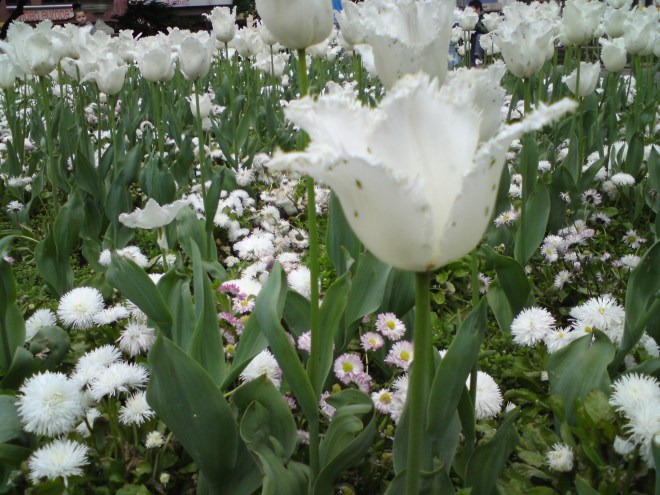 tulips and daisy white