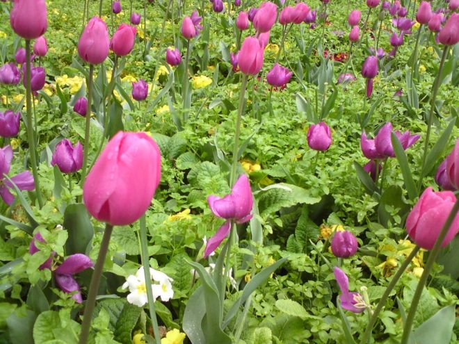 Tulips and primroses