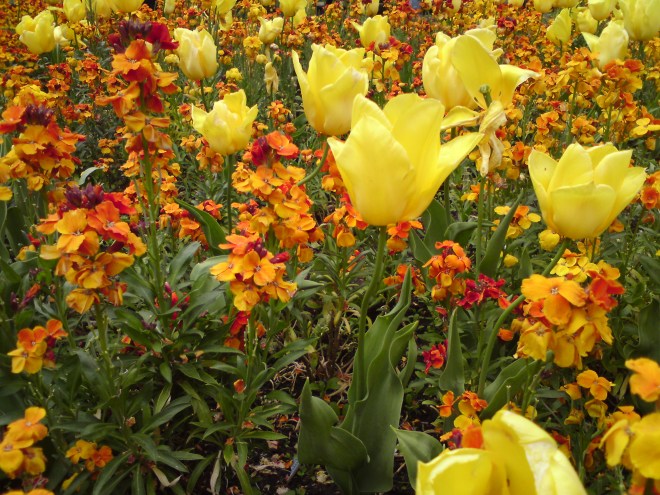tulips and wallflowers