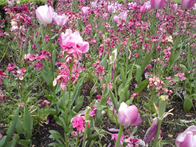 tulips and wallflowrers pink