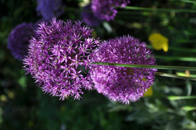alliums1