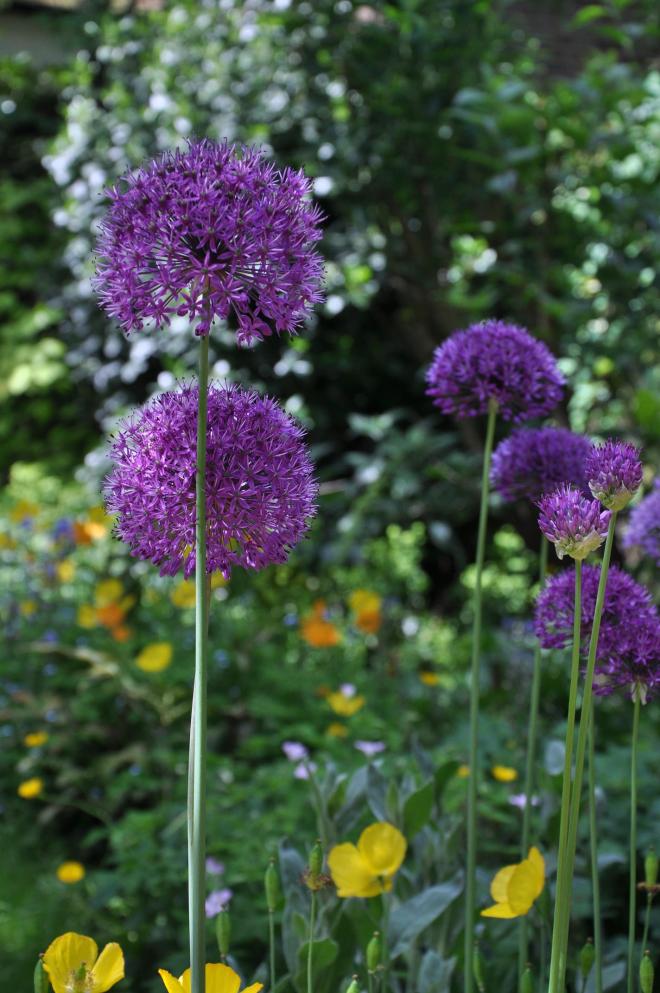 alliums3
