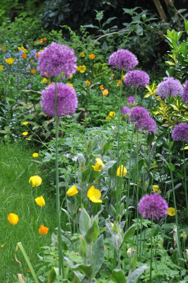 Alliums4