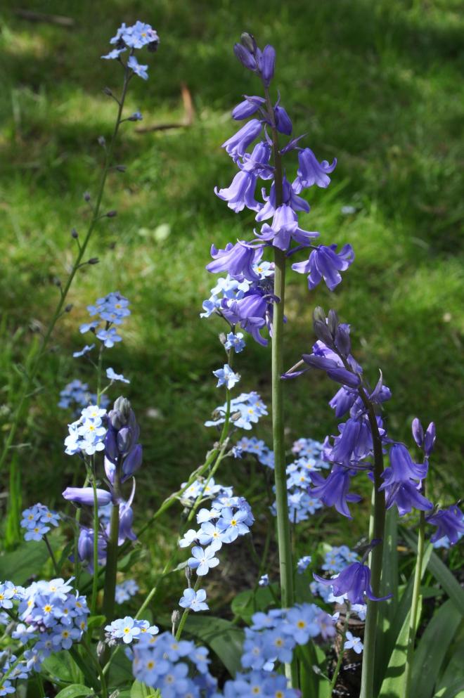 bluebells and forget me nots