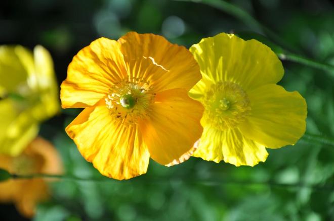 golden wonder orange and yellow poppes2