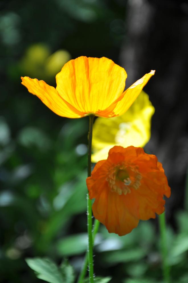 poppies yellow and orange