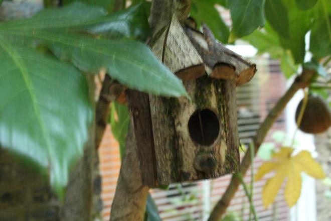 birdhouse in tree