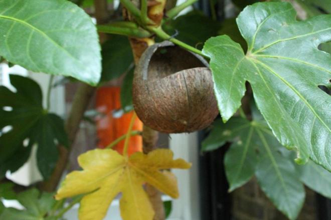 coconut birdfeeder